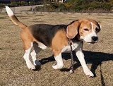 逸走犬、木更津市富士見_md-2225-2