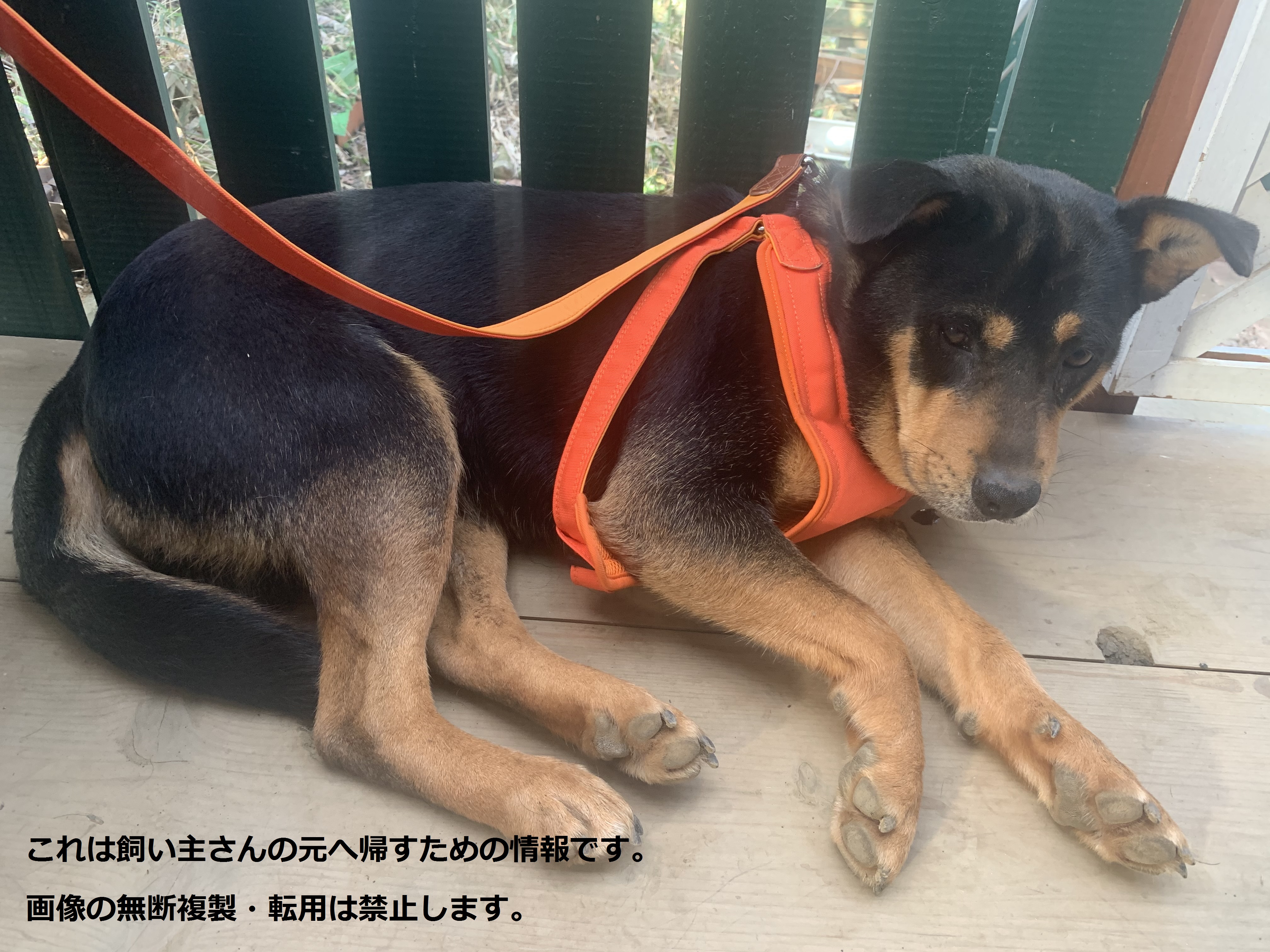 個人等で保護している動物の情報 長生保健所 長生健康福祉センター 千葉県 個人等で保護している動物の情報 長生保健所 長生健康福祉センター 千葉県