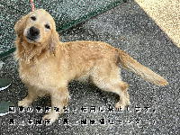 4月30日に収容した犬の画像