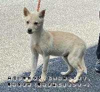 5月20日に収容した犬の写真