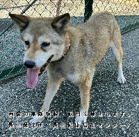 7月22日に収容した犬の写真
