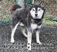 10月20日に収容した犬の写真