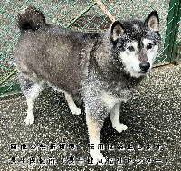 11月25日に収容した犬の写真