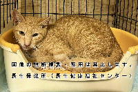 7月22日に収容した猫の写真