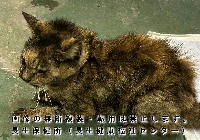 11月19日に収容した猫の写真