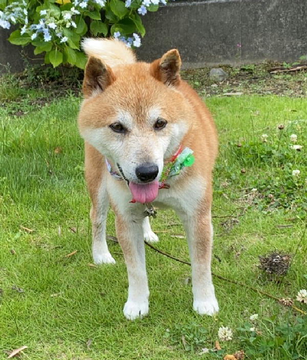 迷子 逸走動物の情報 夷隅保健所 夷隅健康福祉センター 千葉県