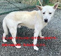 夷隅保健所収容犬情報.管理番号250710