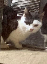 夷隅保健所新しい飼い主募集情報.管理番号飼い主募集猫260210-５