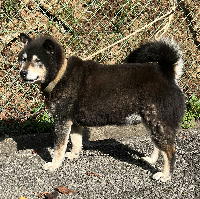 夷隅保健所収容犬情報.管理番号収容犬260417-1