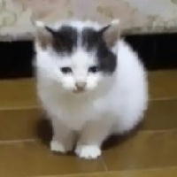 夷隅保健所飼い主募集情報.管理番号260520-7