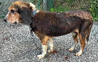 夷隅保健所収容犬情報.管理番号260709-1