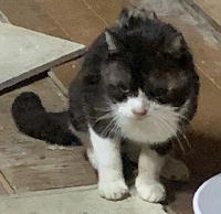 夷隅保健所新しい飼い主募集情報.管理番号飼い主募集猫260210-４