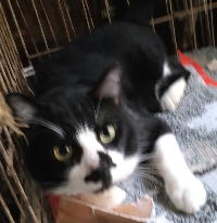 夷隅保健所飼い主募集猫情報.管理番号250627-1