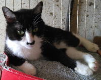 夷隅保健所飼い主募集猫情報.管理番号250627-2