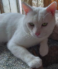 夷隅保健所飼い主募集猫情報.管理番号250627-３