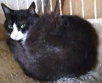 夷隅保健所飼い主募集猫情報.管理番号250627-４