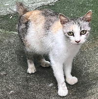 夷隅保健所新しい飼い主募集情報.管理番号飼い主募集猫250709-1
