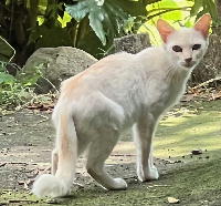 夷隅保健所新しい飼い主募集情報.管理番号飼い主募集猫250709-2