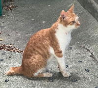 夷隅保健所新しい飼い主募集情報.管理番号飼い主募集猫250709-3