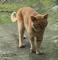 夷隅保健所新しい飼い主募集情報.管理番号飼い主募集猫250709-4