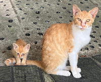 夷隅保健所新しい飼い主募集情報.管理番号飼い主募集猫250709-5