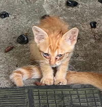 夷隅保健所新しい飼い主募集情報.管理番号飼い主募集猫250709-6
