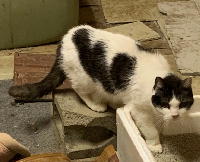 夷隅保健所新しい飼い主募集情報.管理番号飼い主募集猫260210-１