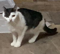 夷隅保健所新しい飼い主募集情報.管理番号飼い主募集猫260210-２