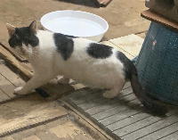 夷隅保健所新しい飼い主募集情報.管理番号飼い主募集猫260210-３