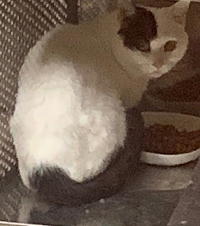 夷隅保健所新しい飼い主募集情報.管理番号飼い主募集猫260210-６