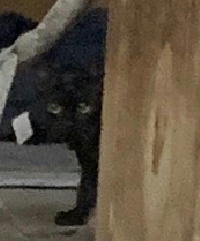 夷隅保健所新しい飼い主募集情報.管理番号飼い主募集猫260210-7