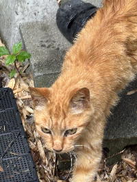 夷隅保健所新しい飼い主募集情報.管理番号飼い主募集猫260625-1