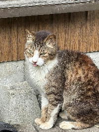 夷隅保健所新しい飼い主募集情報.管理番号飼い主募集猫260625-2