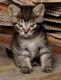 夷隅保健所飼い主募集猫情報.管理番号飼い主募集猫261005-2