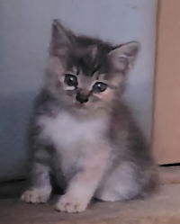 夷隅保健所飼い主募集猫情報.管理番号飼い主募集猫261005-3