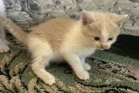 夷隅保健所新しい飼い主探し情報.管理番号飼い主募集猫260520-2