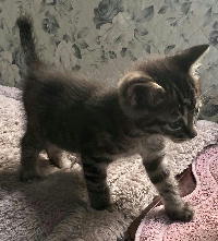 夷隅保健所新しい飼い主探し情報.管理番号飼い主募集猫260520-4