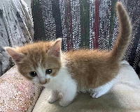 夷隅保健所新しい飼い主探し情報.管理番号飼い主募集猫260520-5