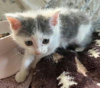 夷隅保健所新しい飼い主探し情報.管理番号飼い主募集猫260520-6