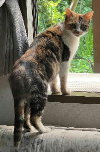 夷隅保健所新しい飼い主探し情報.管理番号飼い主募集猫260520-1