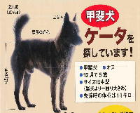 迷子・収容犬情報,2016年3月16日に福島県南会津郡只見町で迷子になった犬の写真