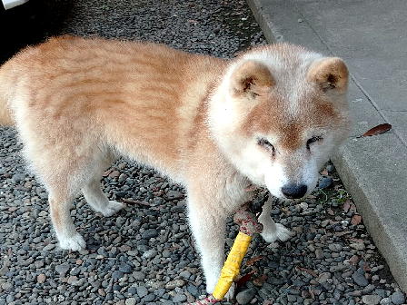 行方不明 迷子動物 君津地域 千葉県 行方不明 迷子動物 君津地域 千葉県