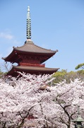22日蓮伝説が遺されている中山法華経寺と中山・若宮界隈