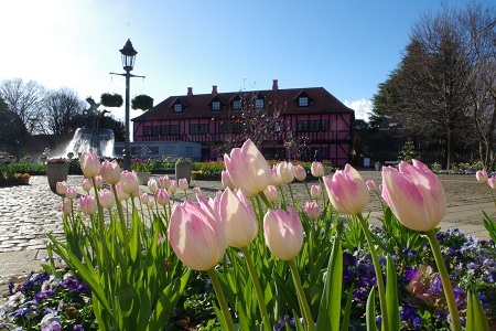 ふなばしアンデルセン公園真冬に咲くチューリップまつり