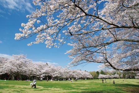 Izumisizen Koen Sakura