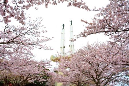 Odayamakoen Sakura