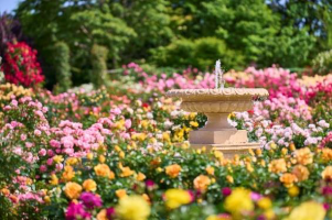 Alice’s Blooming Carnival @Keisei Rose Garden