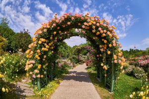 Alice’s Blooming Carnival @Keisei Rose Garden