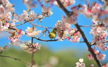 Gancho-zakura Hokoen