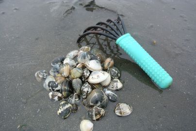 Funabashi Sanbanze Seaside Park Clam